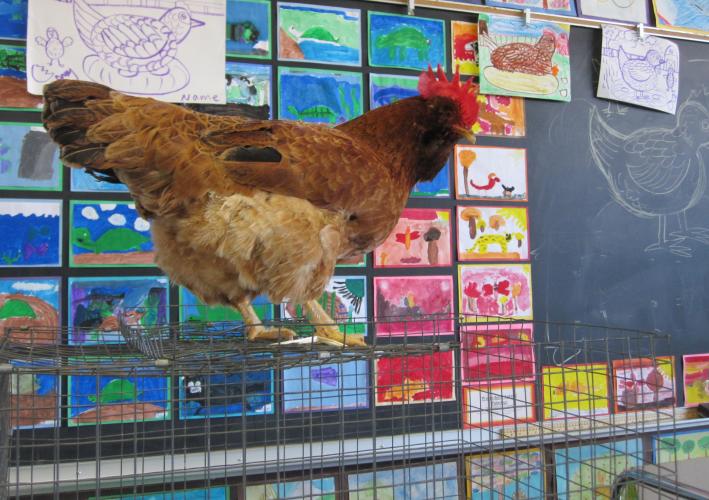 "Chip", our classroom model (she was hatched in Mrs. Imrie's 1st grade class 12 years ago!). 2001-2013 RIP :(