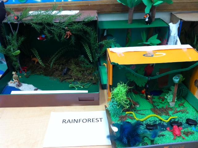 Rainforest Biomes