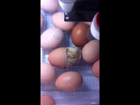 Chicks Have Arrived!!!