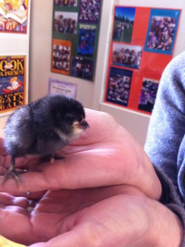 Now a grand total of 15 have hatched! A greater than 50% hatch!!!
