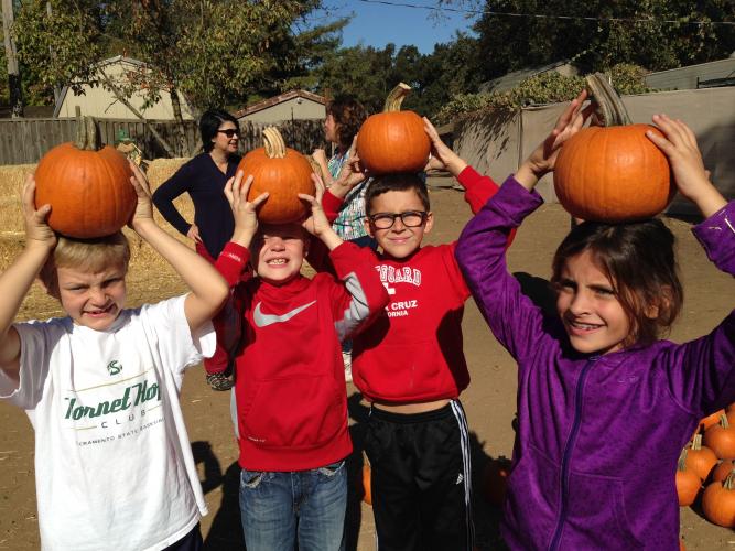 Fog Willow Pumpkin Farm