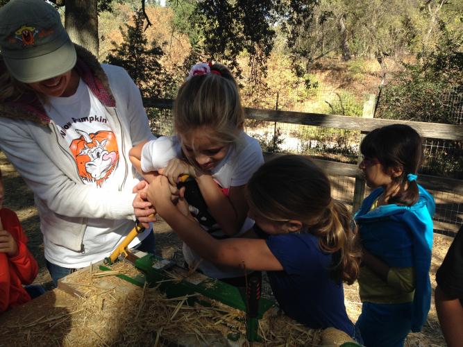 Fog Willow Pumpkin Farm