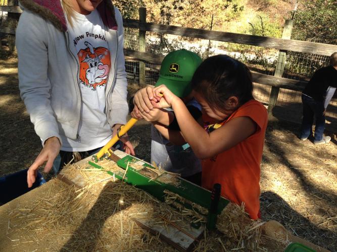 Fog Willow Pumpkin Farm
