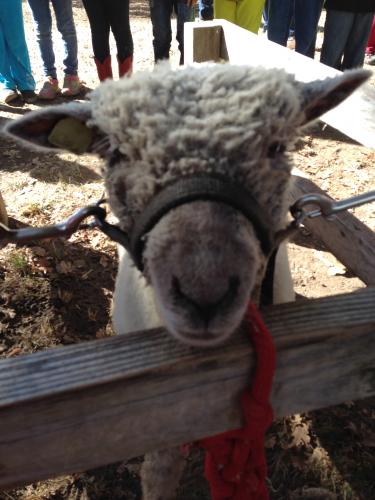 Fog Willow Pumpkin Farm