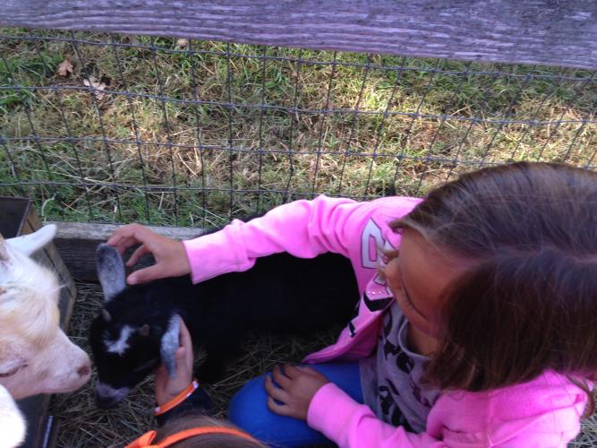 Fog Willow Pumpkin Farm