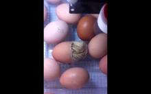 Chicks Have Arrived!!!